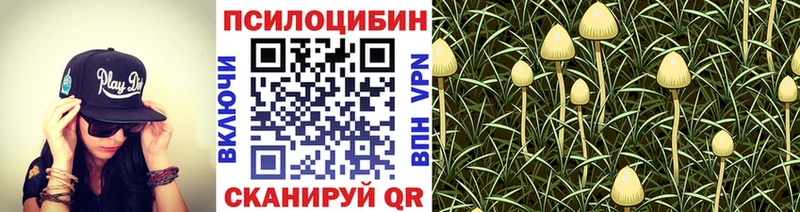 купить наркотик  Кизилюрт  Галлюциногенные грибы мицелий 